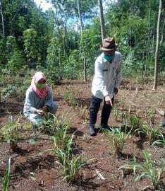 KEPALA DINAS PERTANIAN DAN PANGAN (DPP) KAB.GUNUNGKIDUL BERKUNJUNG KE POKTAN JALI KWT BINA MULIA